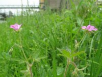 Geranium divaricatum 2, Saxifraga-Rutger Barendse
