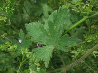 Geranium divaricatum 3, Saxifraga-Rutger Barendse