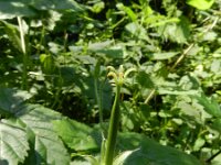 Geranium endressii 10, Roze ooievaarsbek, Saxifraga-Rutger Barendse