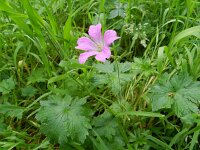 Geranium endressii 12, Roze ooievaarsbek, Saxifraga-Rutger Barendse