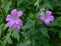 Geranium endressii 18, Roze ooievaarsbek, Saxifraga-Ed Stikvoort