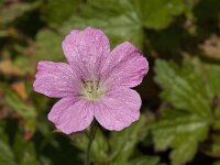 Geranium endressii 2, Roze ooievaarsbek, Saxifraga-Jan van der Straaten