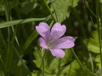 Geranium endressii 22, Roze ooievaarsbek, Saxifraga-Jan van der Straaten