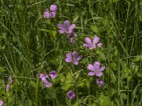 Geranium endressii 23, Roze ooievaarsbek, Saxifraga-Jan van der Straaten
