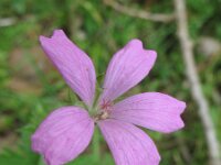 Geranium endressii 3, Roze ooievaarsbek, Saxifraga-Rutger Barendse