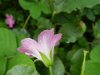 Geranium endressii 6, Roze ooievaarsbek, Saxifraga-Rutger Barendse