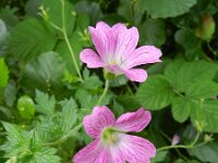 Geranium endressii 7, Roze ooievaarsbek, Saxifraga-Rutger Barendse