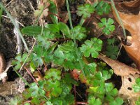 Geranium lucidum 10, Glanzige ooievaarsbek, Saxifraga-Rutger Barendse
