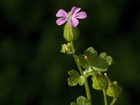 Geranium lucidum 12, Glanzige ooievaarsbek, Saxifraga-Jan van der Straaten