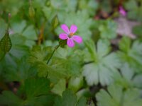 Geranium lucidum 14, Glanzige ooievaarsbek, Saxifraga-Ed Stikvoort