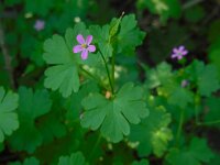 Geranium lucidum 21, Glanzige ooievaarsbek, Saxifraga-Ed Stikvoort