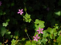 Geranium lucidum 22, Glanzige ooievaarsbek, Saxifraga-Ed Stikvoort
