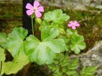 Geranium lucidum 28, Glanzige ooievaarsbek, Saxifraga-Rutger Barendse