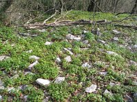 Geranium lucidum 3, Glanzige ooievaarsbek, Saxifraga-Jasenka Topic