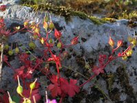 Geranium lucidum 4, Glanzige ooievaarsbek, Saxifraga-Jasenka Topic