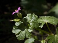 Geranium lucidum 6, Glanzige ooievaarsbek, Saxifraga-Willem van Kruijsbergen