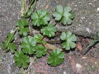 Geranium lucidum 8, Glanzige ooievaarsbek, Saxifraga-Rutger Barendse