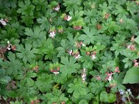 Geranium macrorrhizum 11, Rotsooievaarsbek, Saxifraga-Ab H Baas