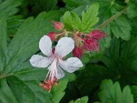 Geranium macrorrhizum 13, Rotsooievaarsbek, Saxifraga-Ab H Baas