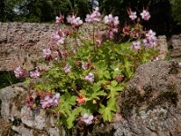 Geranium macrorrhizum 25, Rotsooievaarsbek, Saxifraga-Ed Stikvoort