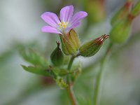 Geranium malviflorum, Mallow-flowered Crane's-bill