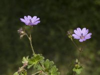 Geranium molle, Dove's-foot Crane's-bill