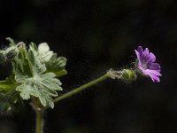 Geranium molle 10, Zachte ooievaarsbek, Saxifraga-Willem van Kruijsbergen