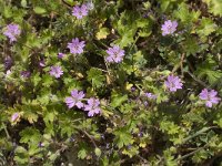 Geranium molle 11, Zachte ooievaarsbek, Saxifraga-Jan van der Straaten