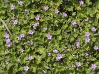 Geranium molle 12, Zachte ooievaarsbek, Saxifraga-Jan van der Straaten