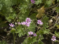Geranium molle 14, Zachte ooievaarsbek, Saxifraga-Jan van der Straaten