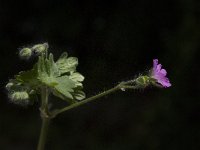 Geranium molle 15, Zachte ooievaarsbek, Saxifraga-Willem van Kruijsbergen