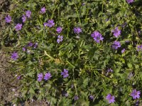 Geranium molle 16, Zachte ooievaarsbek, Saxifraga-Jan van der Straaten