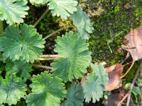 Geranium molle 18, Zachte ooievaarsbek, Saxifraga-Rutger Barendse