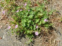 Geranium molle 22, Zachte ooievaarsbek, Saxifraga-Rutger Barendse