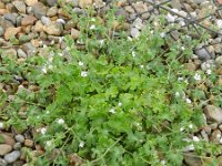 Geranium molle 23, Zachte ooievaarsbek, Saxifraga-Rutger Barendse