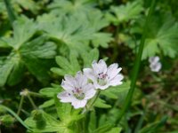 Geranium molle 25, Zachte ooievaarsbek, Saxifraga-Rutger Barendse