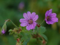 Geranium molle 3, Zachte ooievaarsbek, Saxifraga-Willem van Kruijsbergen