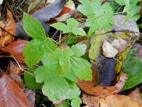 Geranium nodosum 16, Saxifraga-Rutger Barendse