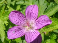 Geranium nodosum 17, Saxifraga-Hans Grotenhuis