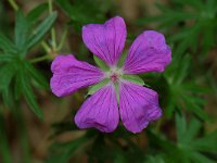 Geranium palustre, Marsh Crane's-bill