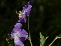 Geranium phaeum, Dusky Crane's-bill