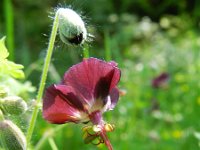 Geranium phaeum 10, Donkere ooievaarsbek, Saxifraga-Rutger Barendse