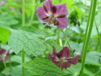 Geranium phaeum 5, Donkere ooievaarsbek, Saxifraga-Rutger Barendse