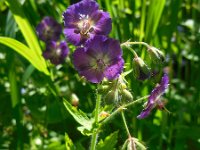 Geranium phaeum 7, Donkere ooievaarsbek, Saxifraga-Ed Stikvoort