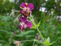 Geranium phaeum 9, Donkere ooievaarsbek, Saxifraga-Ed Stikvoort