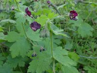 Geranium phaeum 18, Donkere ooievaarsbek, Saxifraga-Jelle van Dijk
