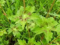 Geranium phaeum 19, Donkere ooievaarsbek, Saxifraga-Rutger Barendse