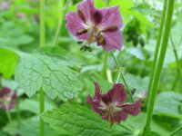 Geranium phaeum 5, Donkere ooievaarsbek, Saxifraga-Rutger Barendse