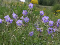 Geranium pratense, Meadow Crane's-bill