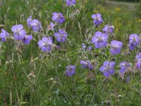 Geranium pratense 16, Beemdooievaarsbek, Saxifraga-Rutger Barendse